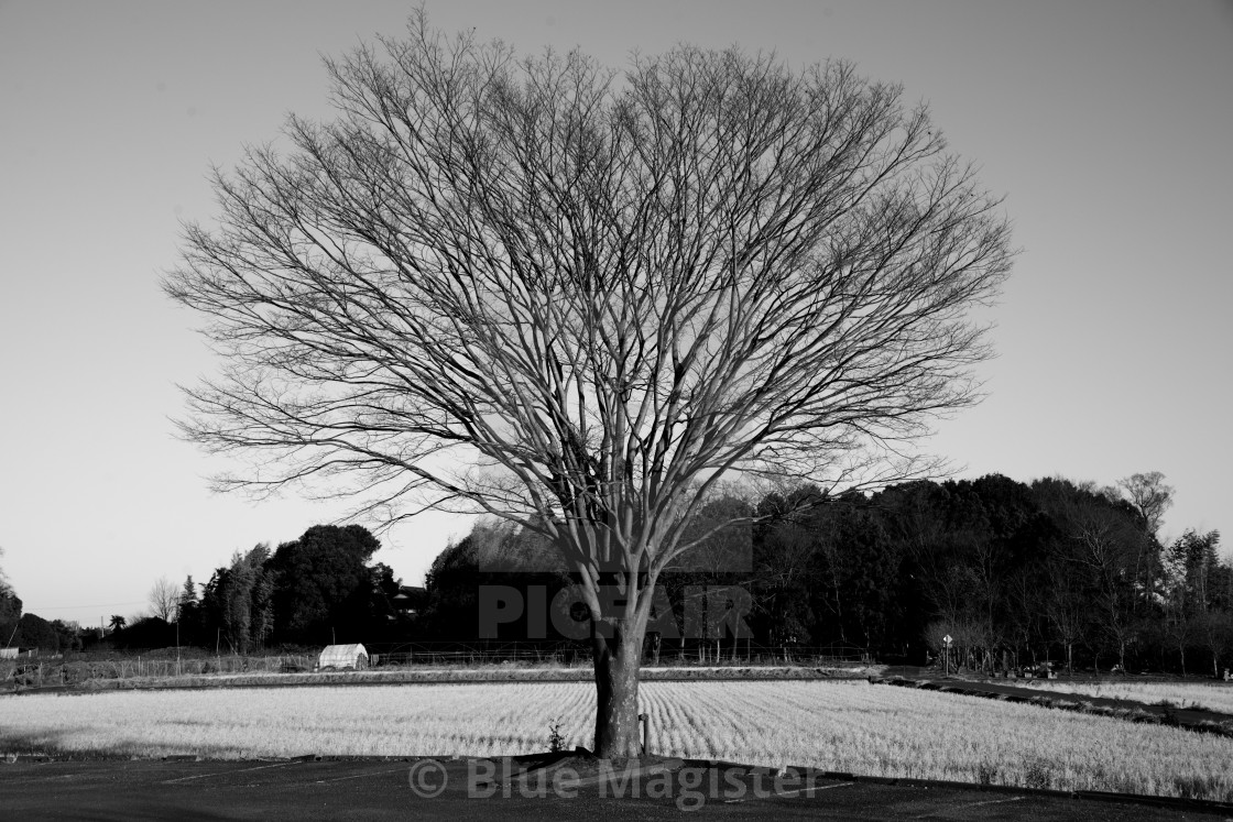 "The Love Tree" stock image