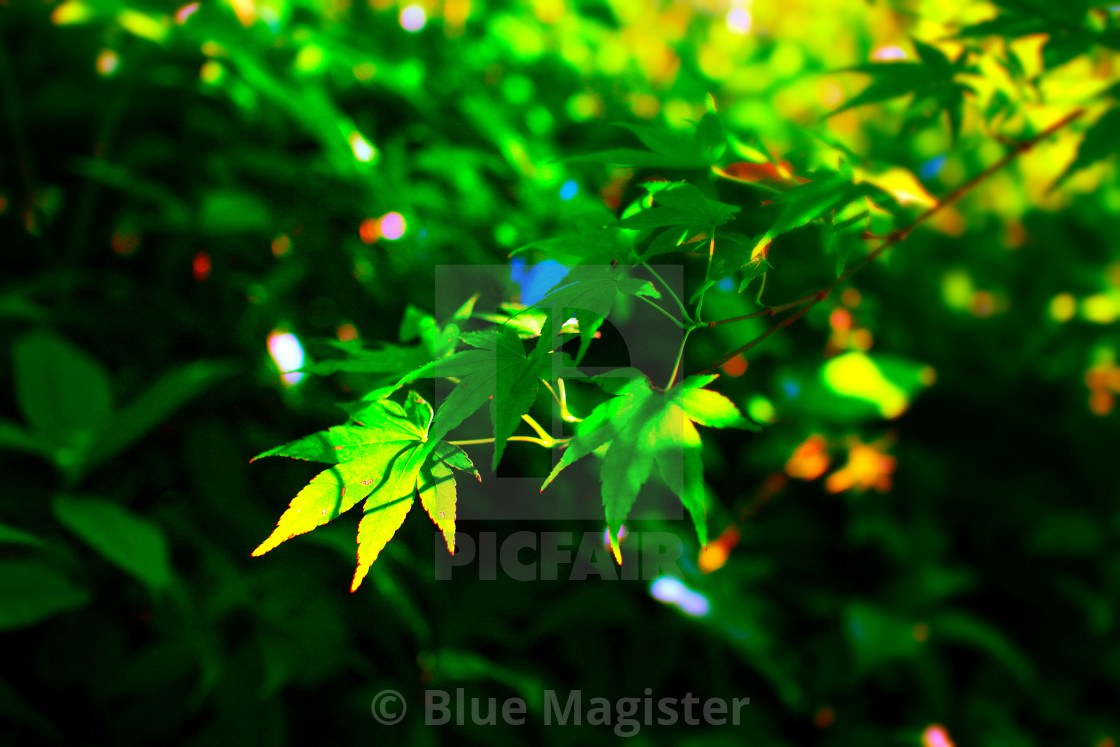 "Maple in Spring" stock image