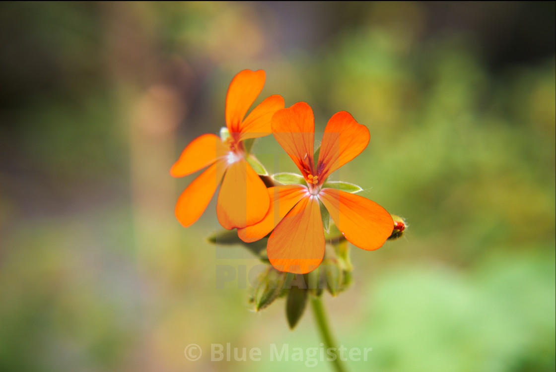 "Orange Flower" stock image