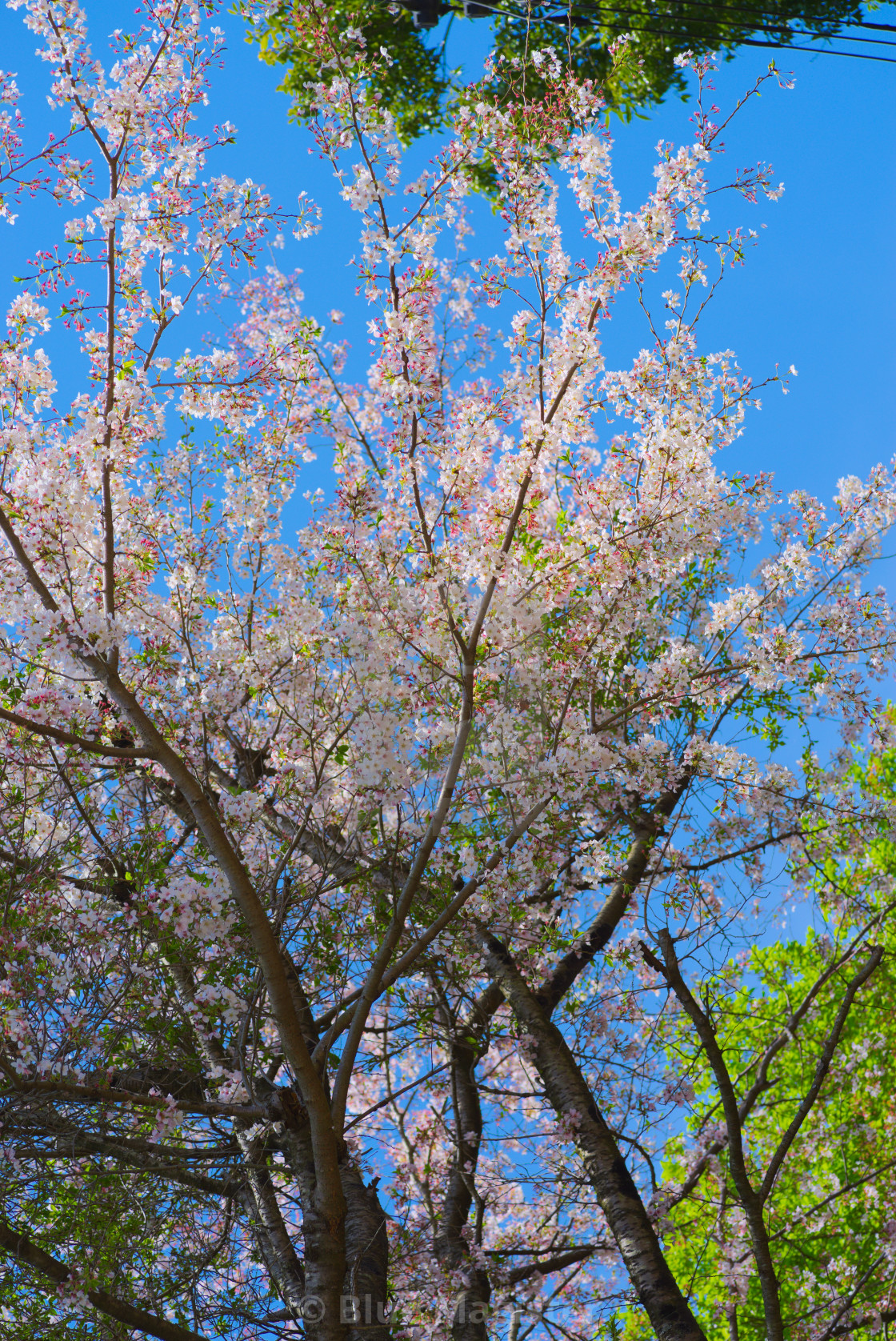 "Cherry Blossoms" stock image