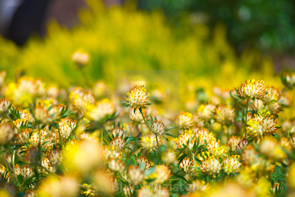 "Spring Flowers" stock image