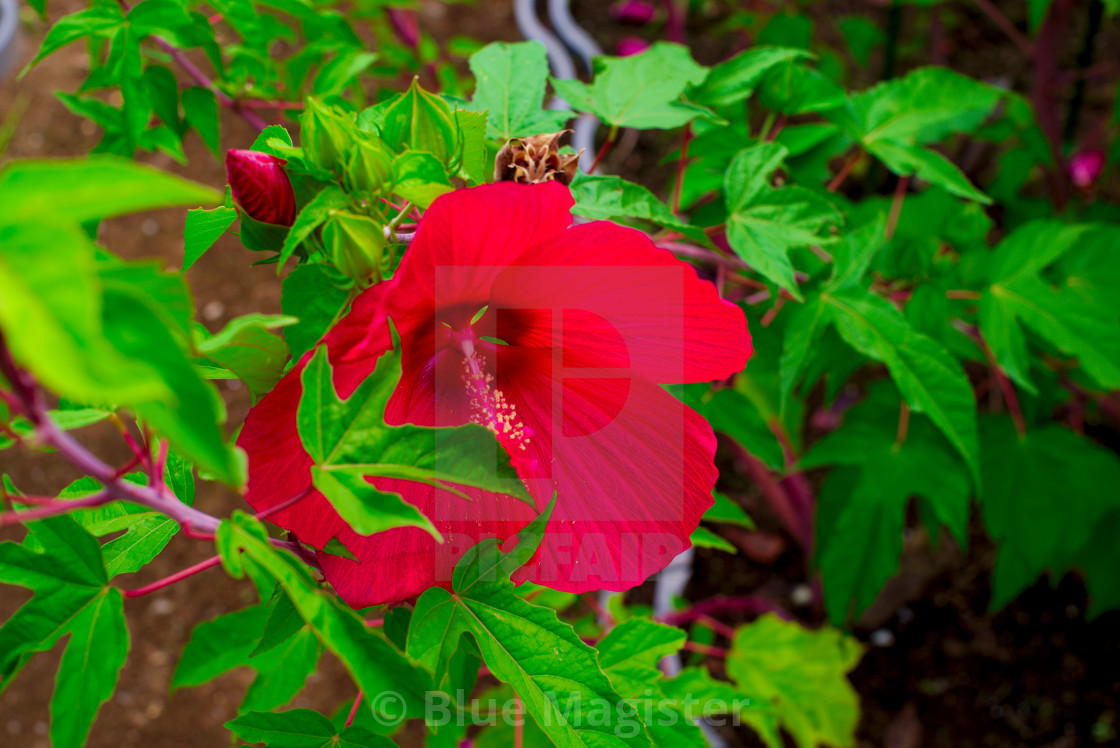 "Red Flower" stock image