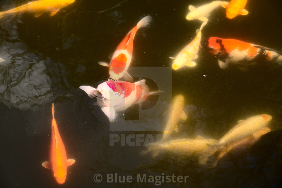 "Curious is the Carp" by Blue Magister - $97.91 "Curious is the Carp" stock image