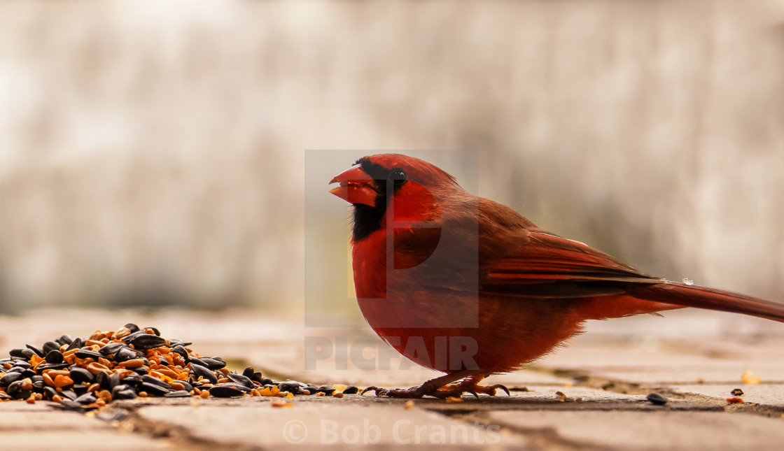 "Round and Red" stock image