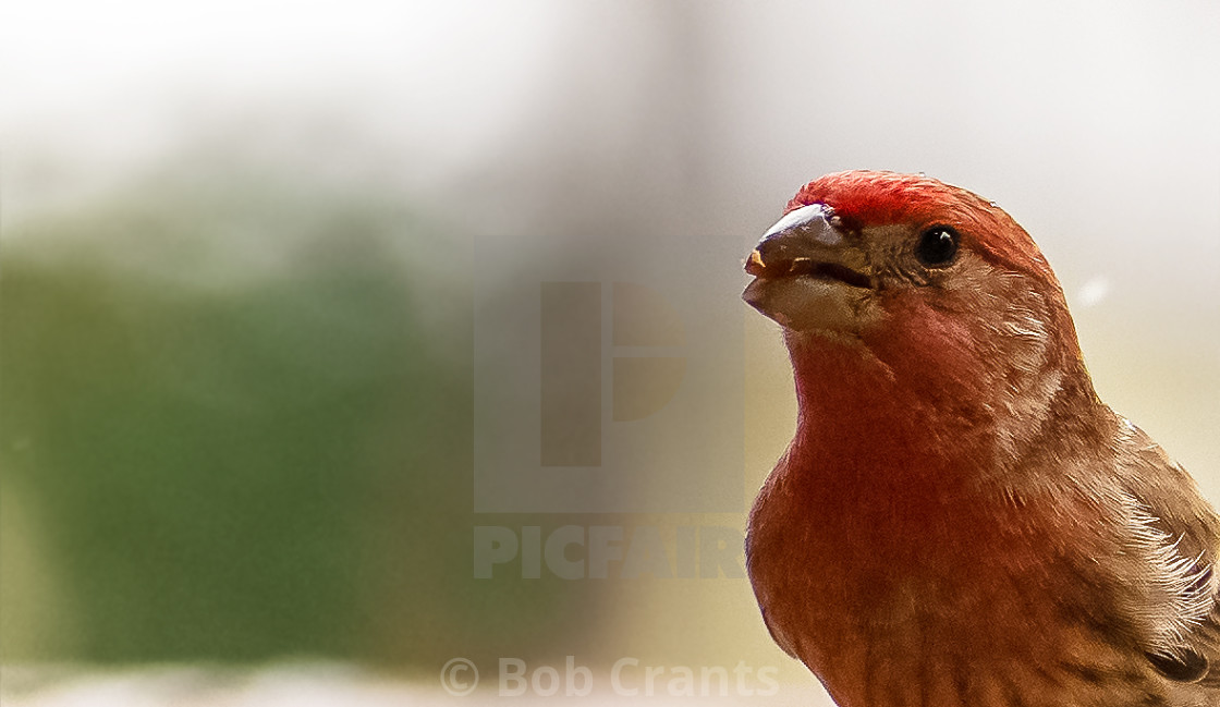 "You are making me blush" stock image