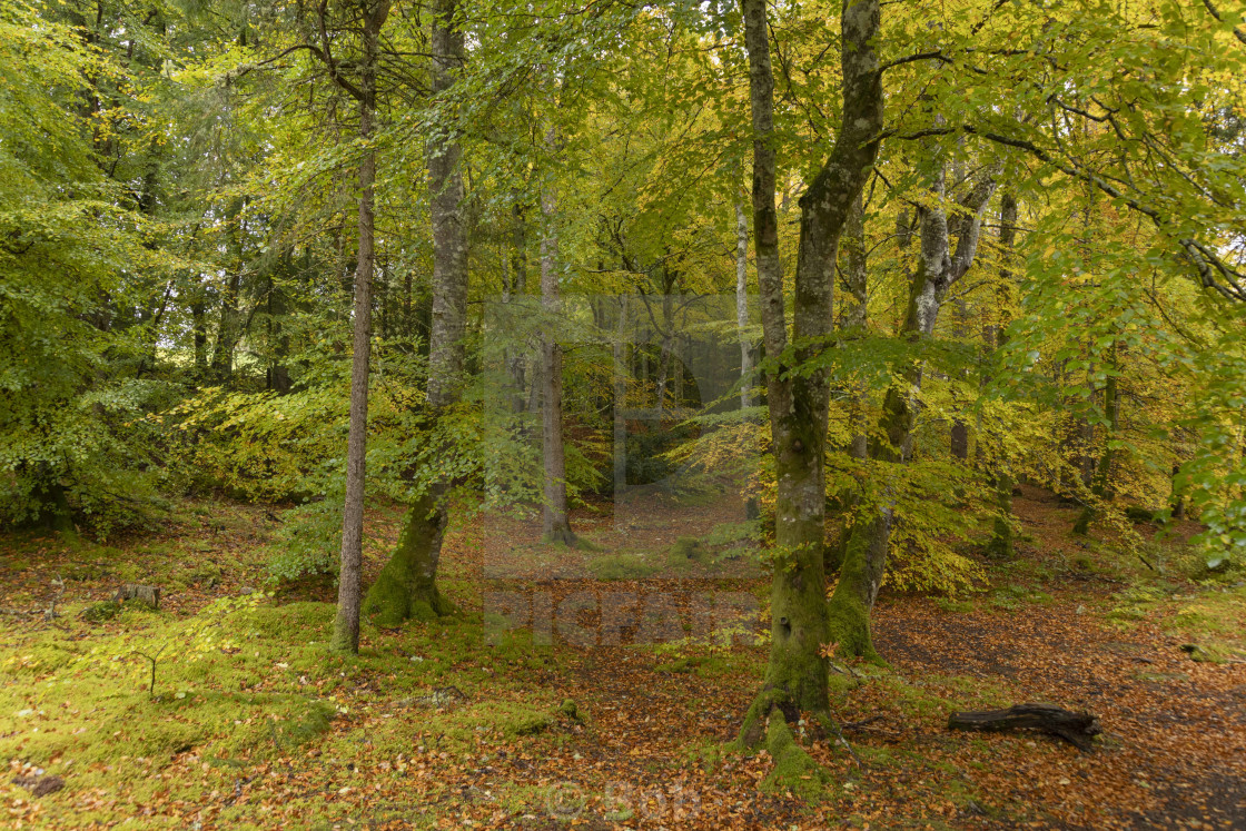 "Autumnal woodland" stock image