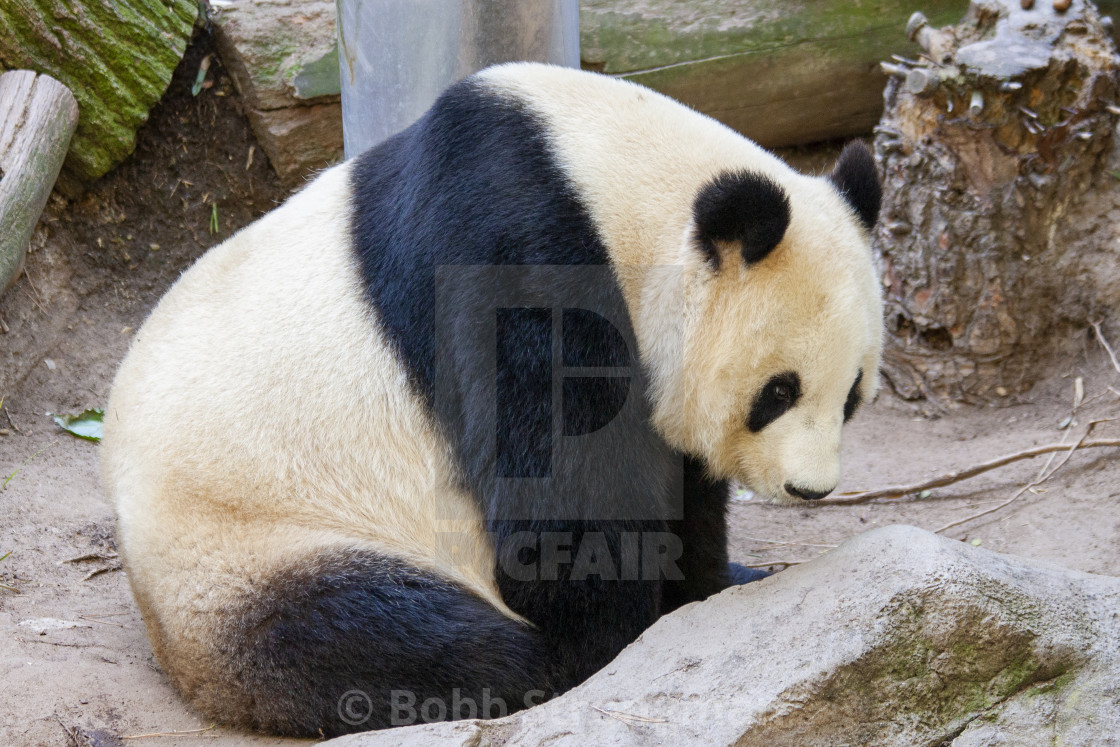 "Giant Panda" stock image