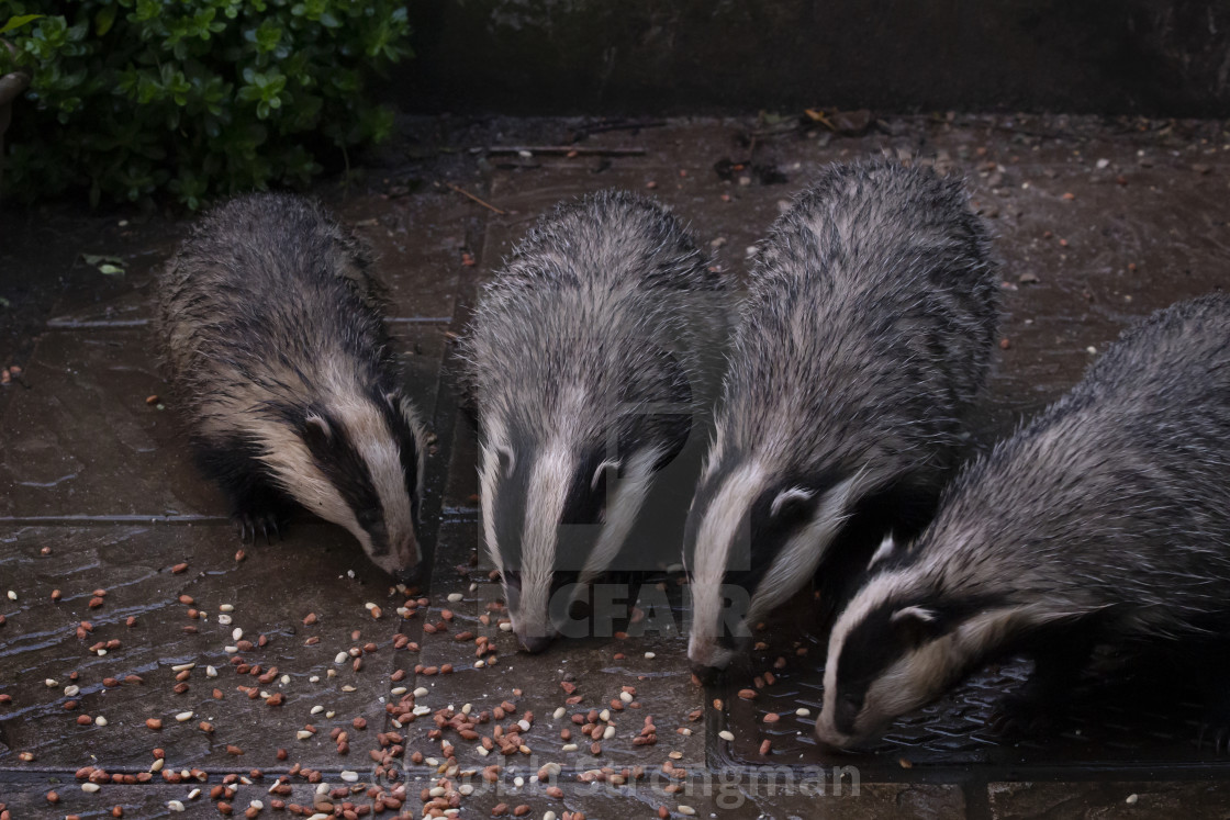 "Four Badgers" stock image