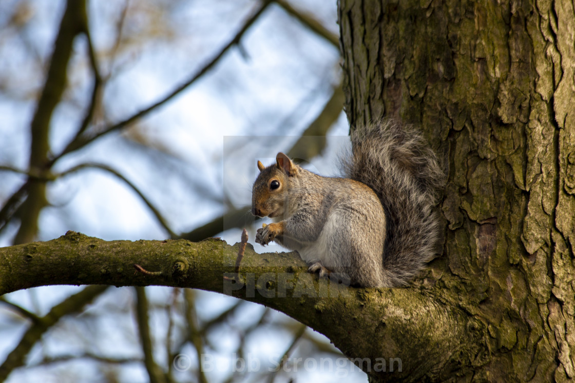 "Grey Squirrel (Sciurus carolinensis)" stock image