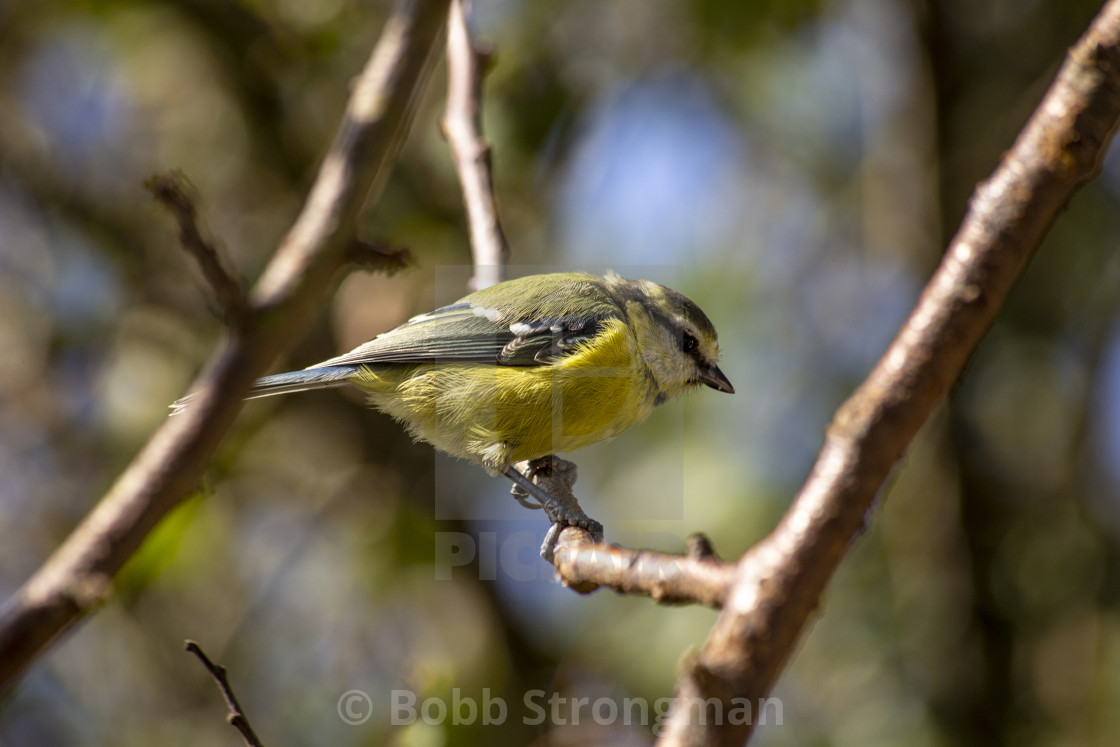 "Blue Tit" stock image