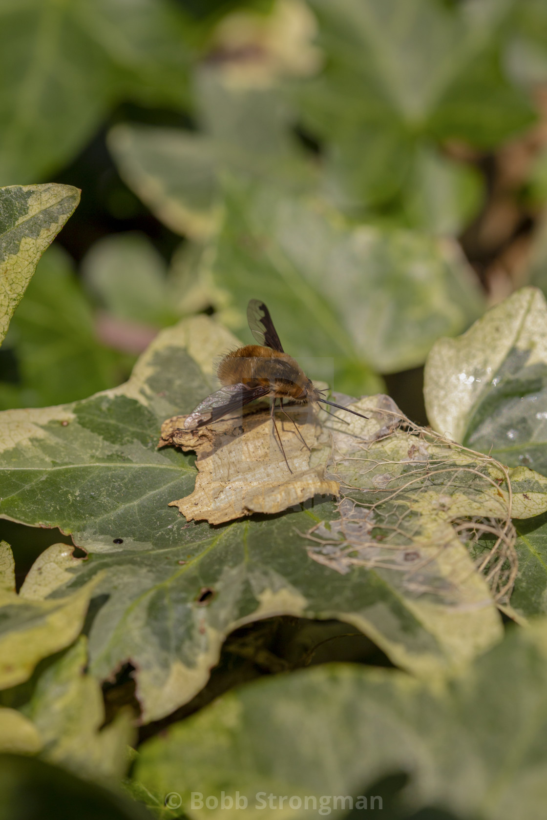 "Dark-Edged Bee-fly (Bombylius major)" stock image