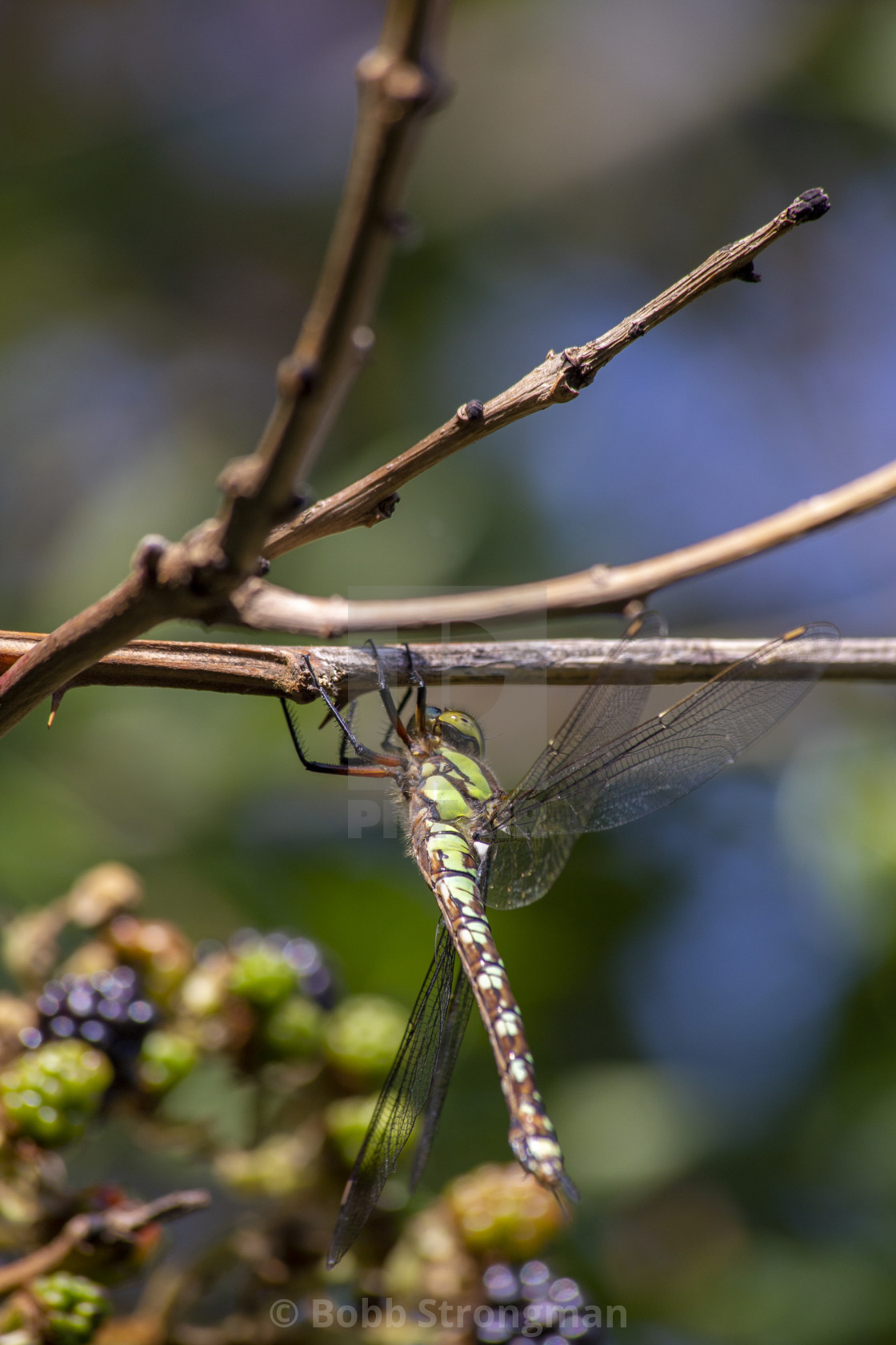 "Southern Hawker Dragonfly" stock image