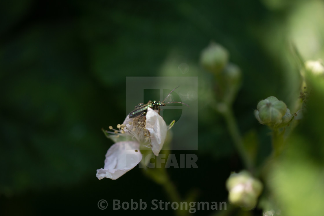 "Thick-Legged Flower Beetle" stock image