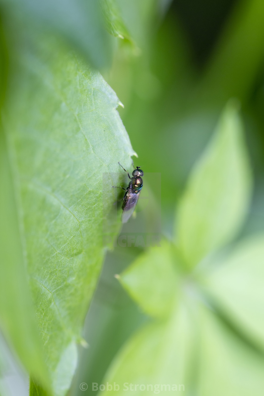 "Soldier Fly" stock image