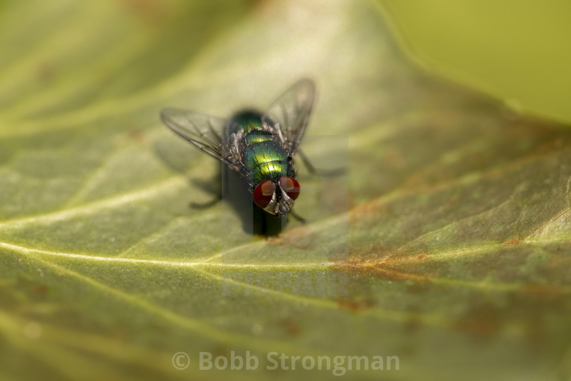 "Green Bottle Fly" stock image