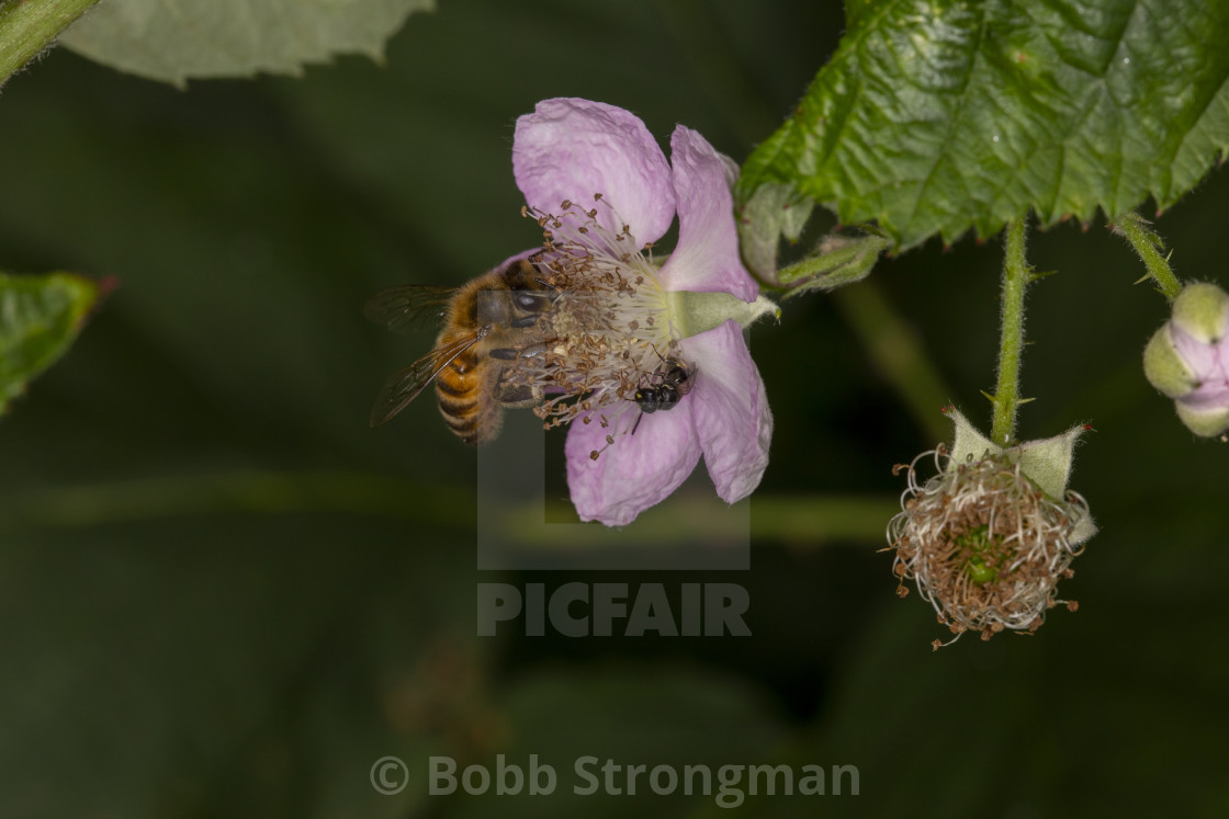 "Honeybee & Blackberry" stock image