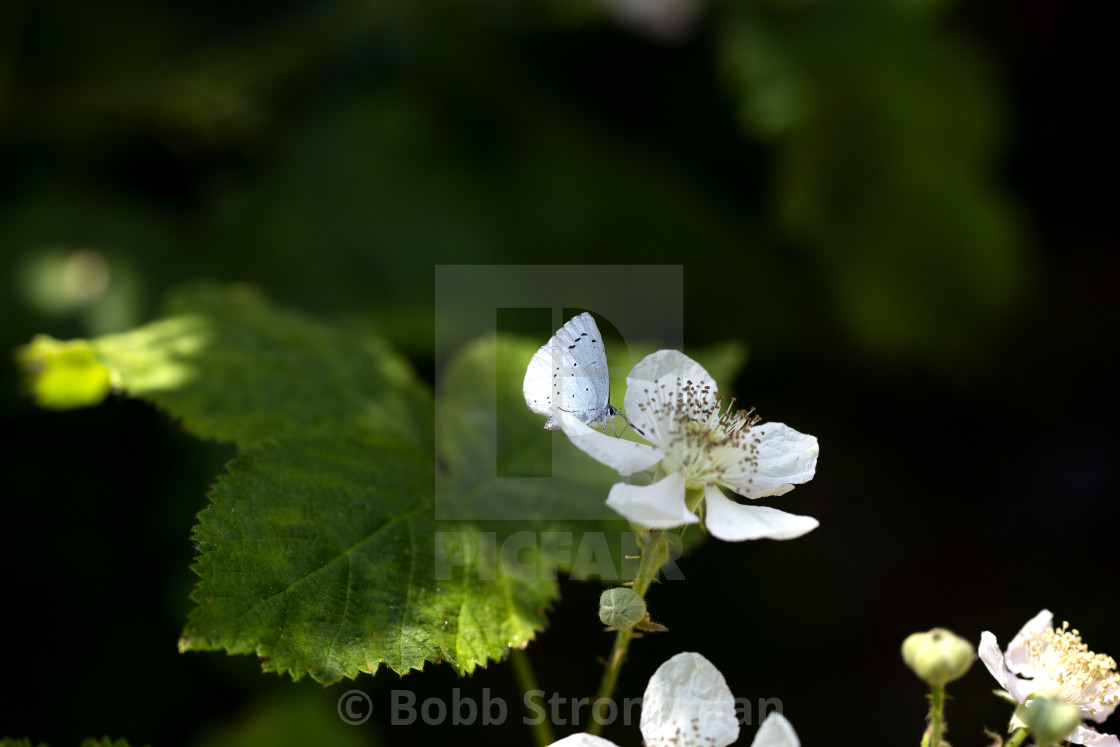 "Holly Blue Butterfly (Celastrina Argiolus)" stock image