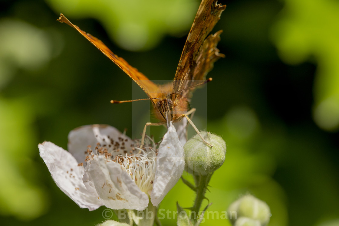 "Comma Butterfly" stock image