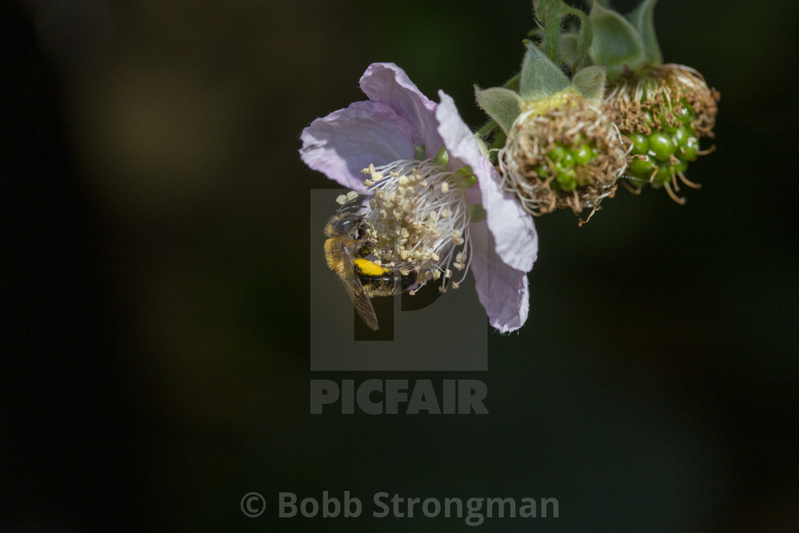 "Mining Bee" stock image