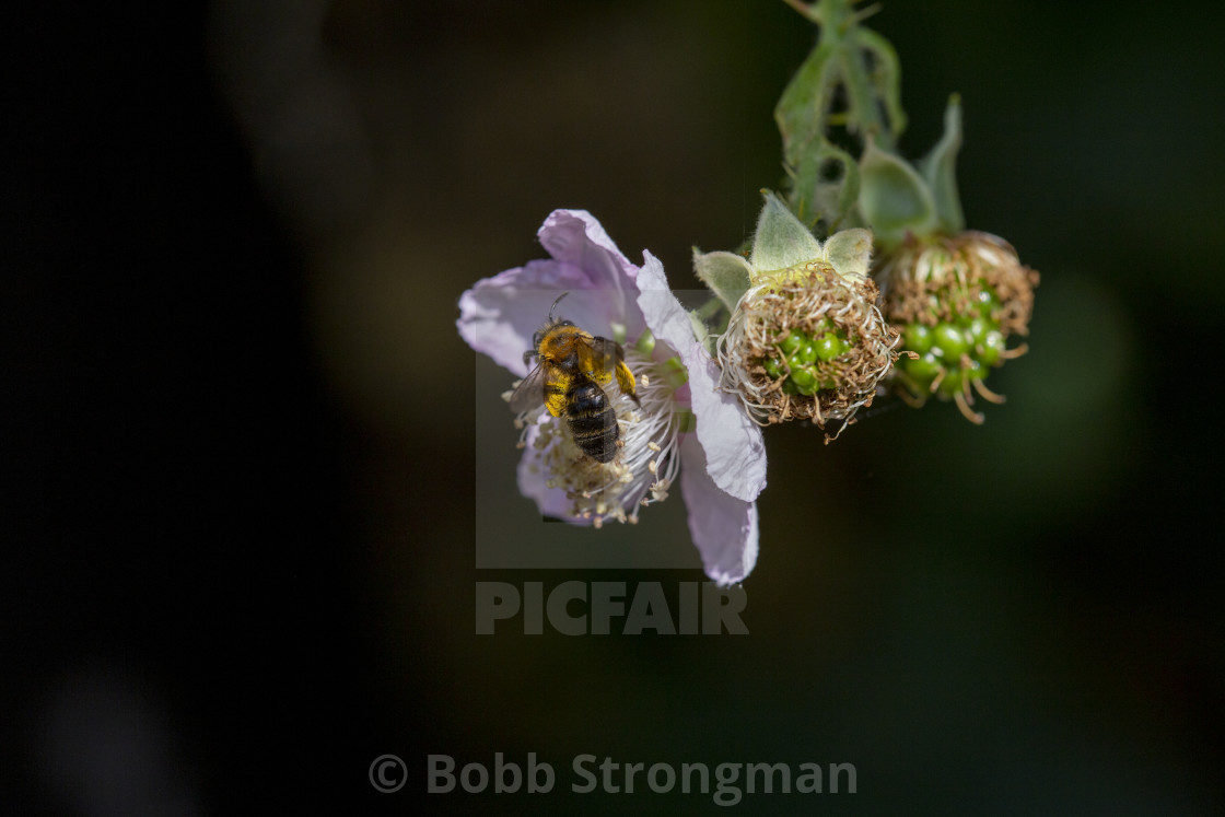 "Mining Bee" stock image