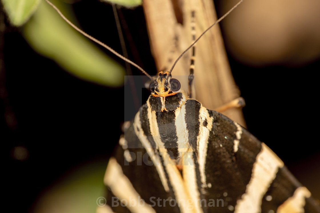 "Jersey Tiger Moth" stock image