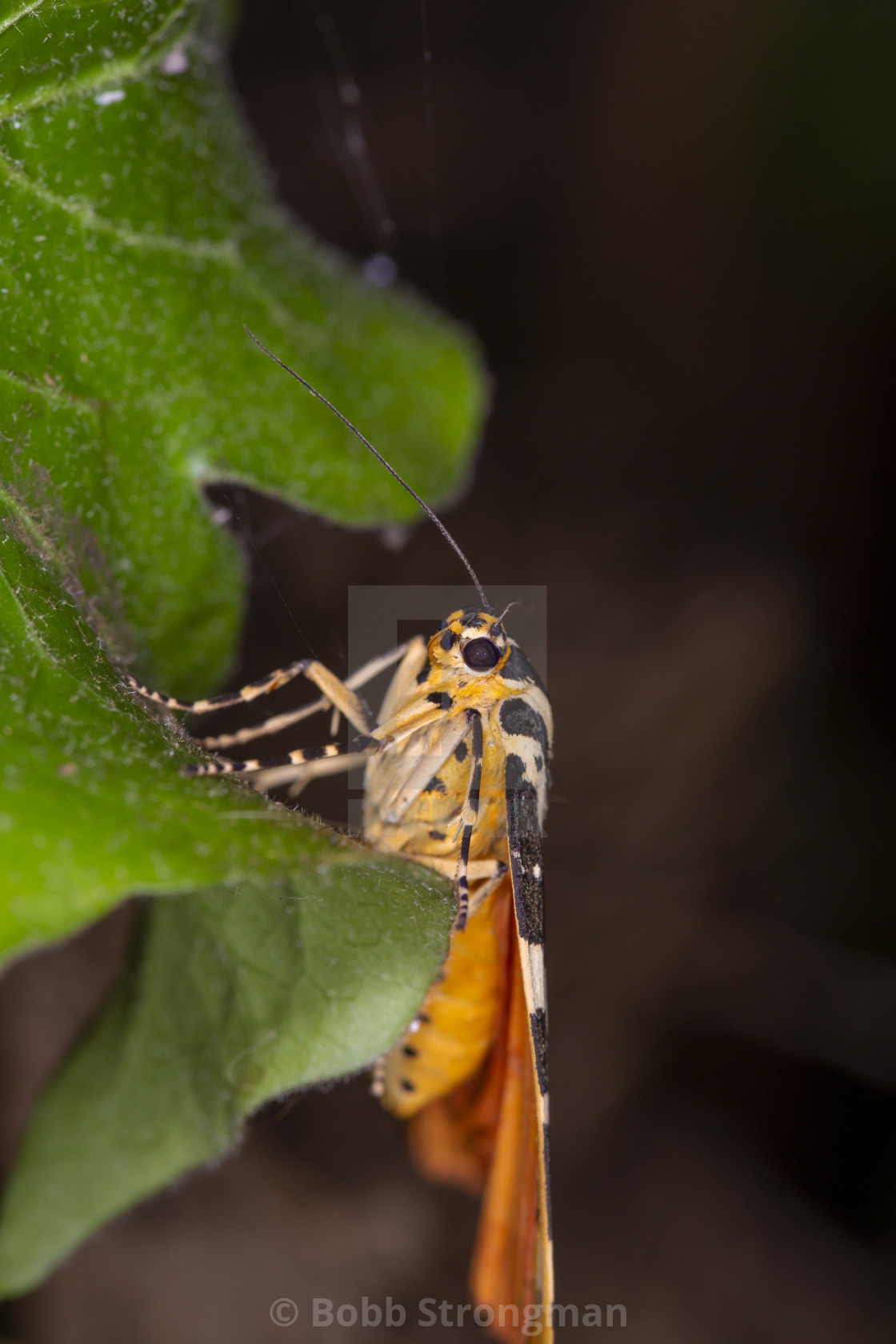 "Jersey Tiger Moth" stock image