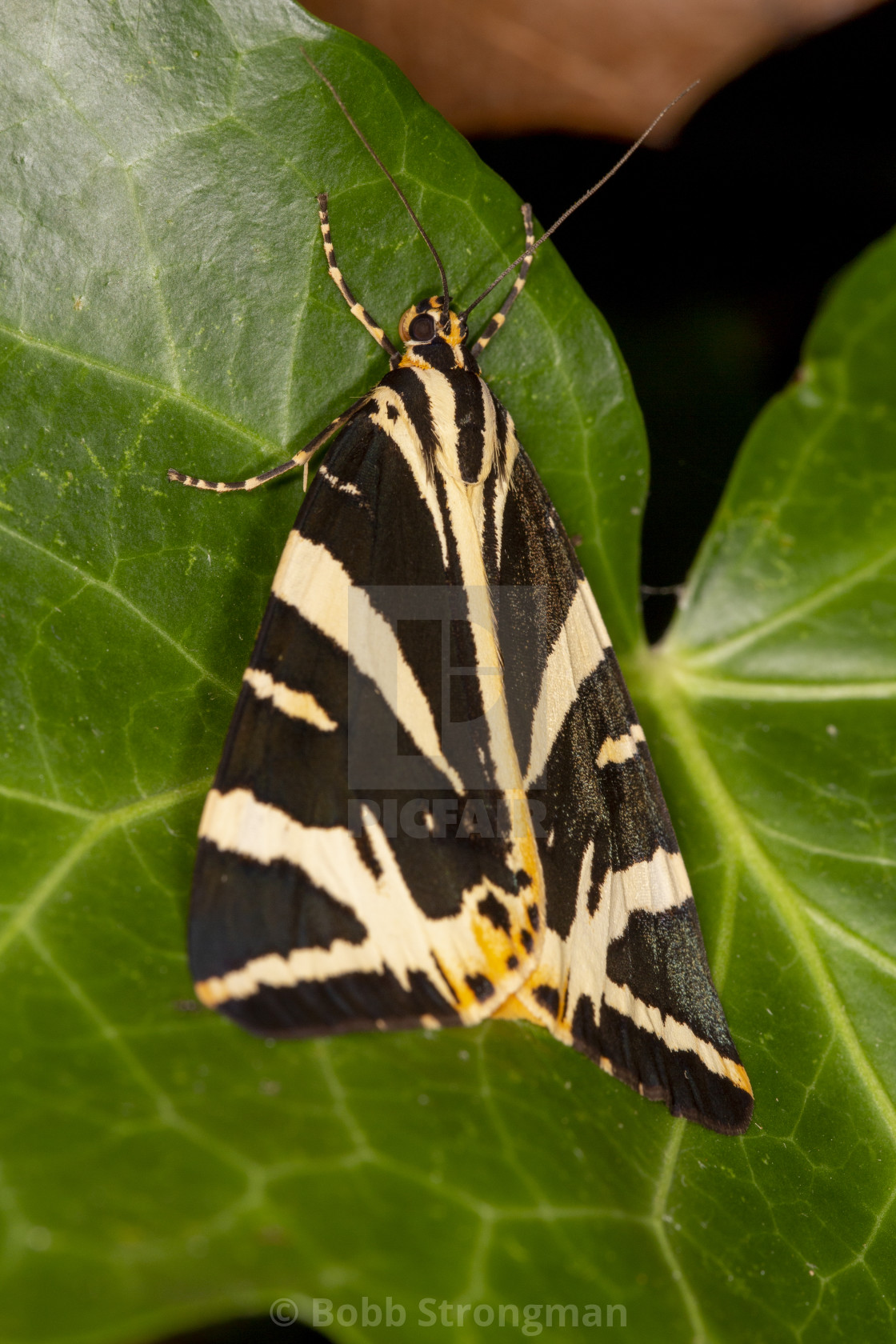 "Jersey Tiger Moth" stock image