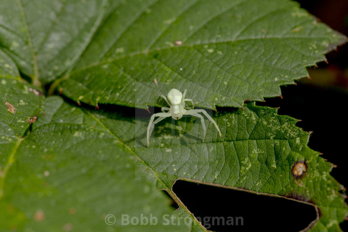 "Flower Crab Spider - Misumena Vatia" stock image