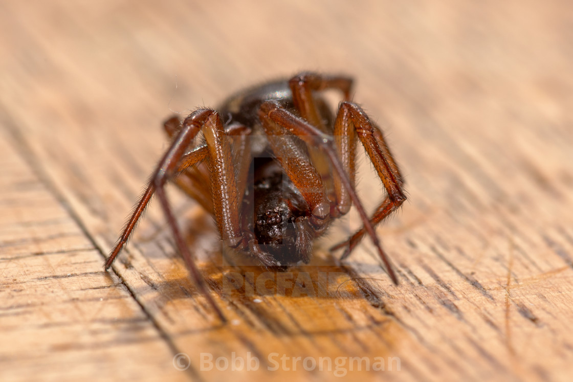 "Noble False Widow Spider (Steatoda Nobilis)" stock image