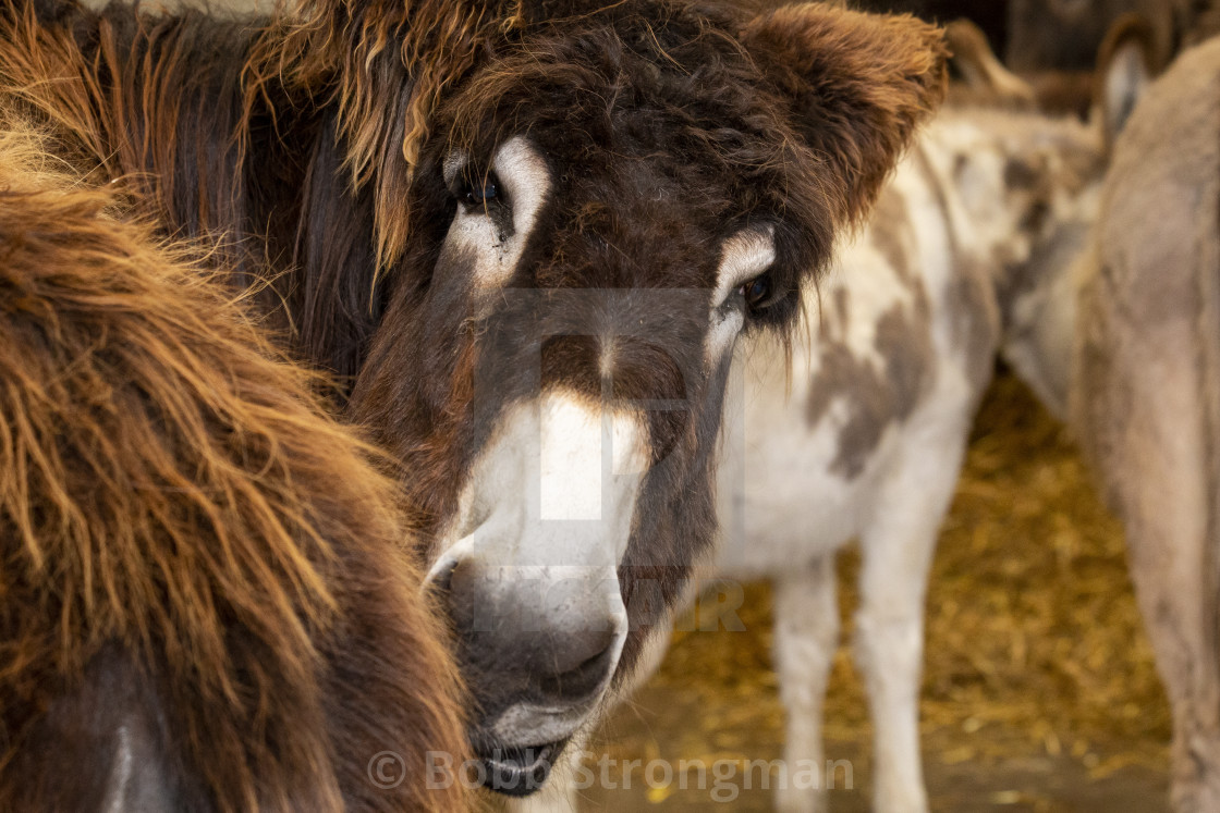 "Baudet Du Poitou Donkey" stock image