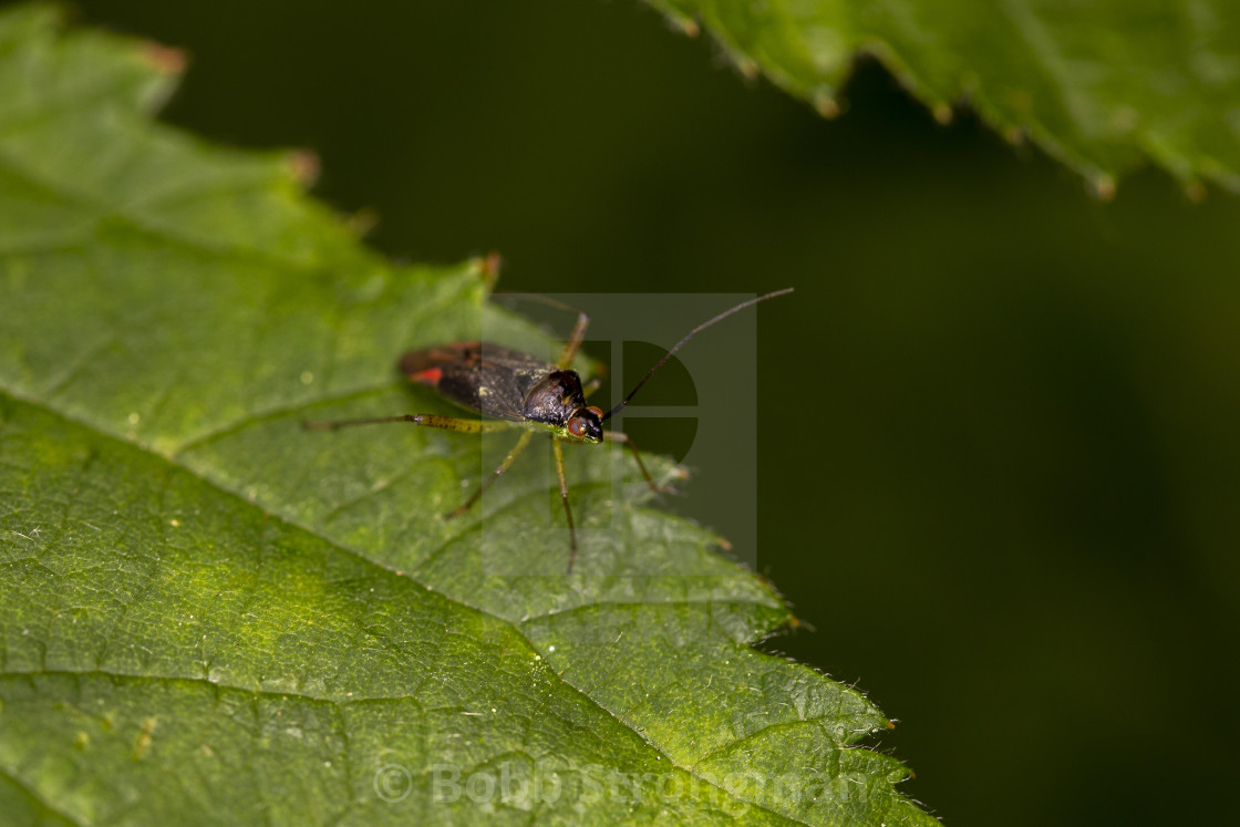 "Plant Bug (Miridae)" stock image