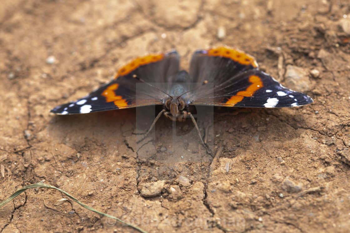 "Red Admiral Butterfly (Vanessa Atalanta)" stock image