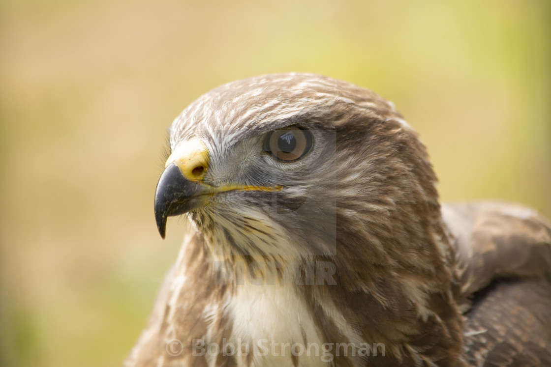 "Buzzard (Buteo Buteo)" stock image