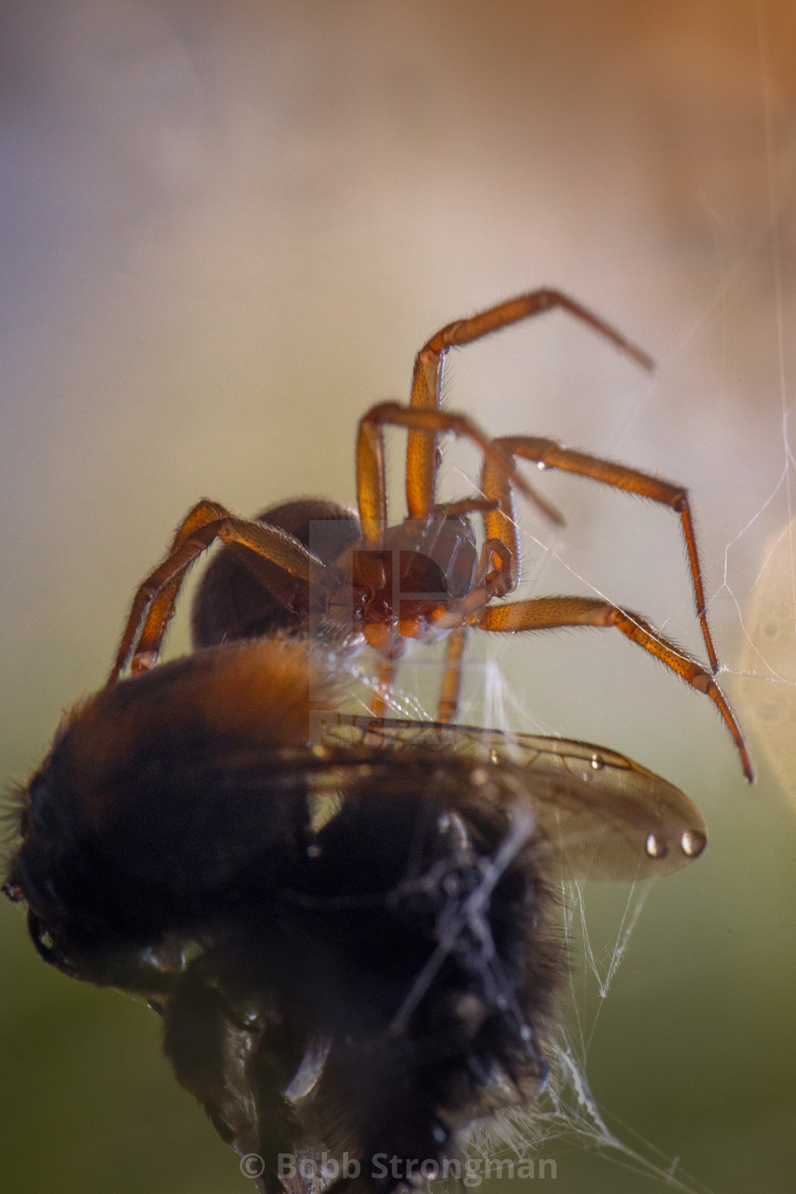 "Noble False Widow Spider (Steatoda Nobilis)" stock image