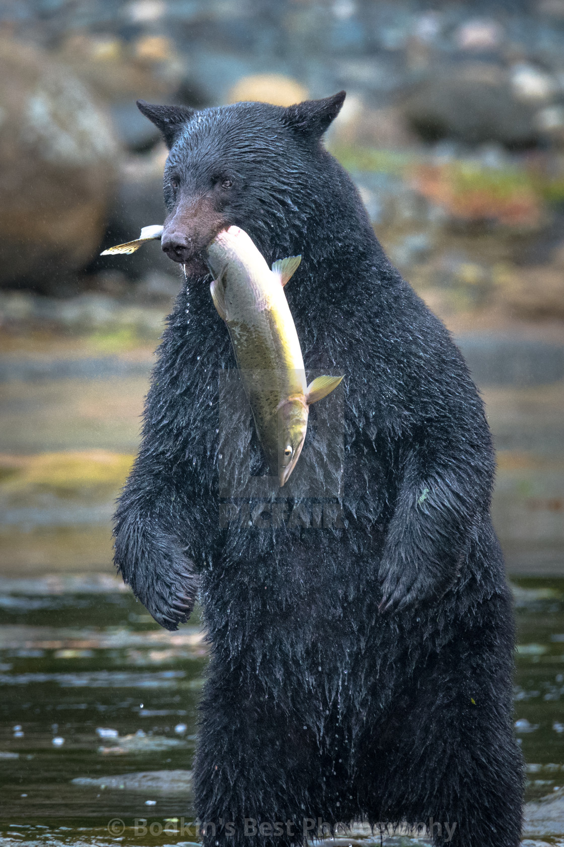 "I Caught One!" stock image