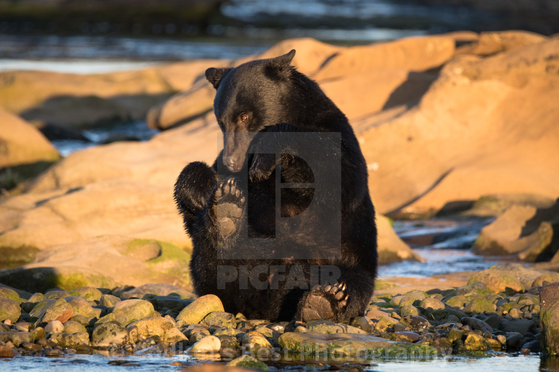 "Silly Ol' Bear" stock image