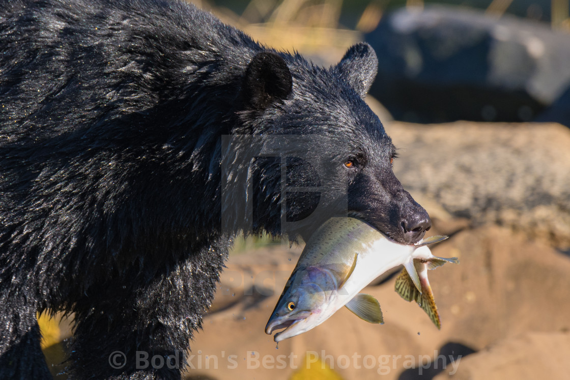 "A Meal Fit For A King!" stock image