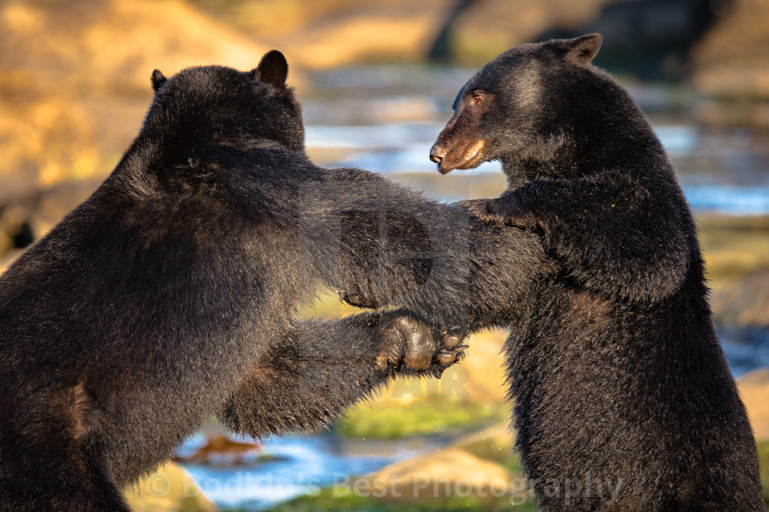 "Doing Battle" stock image