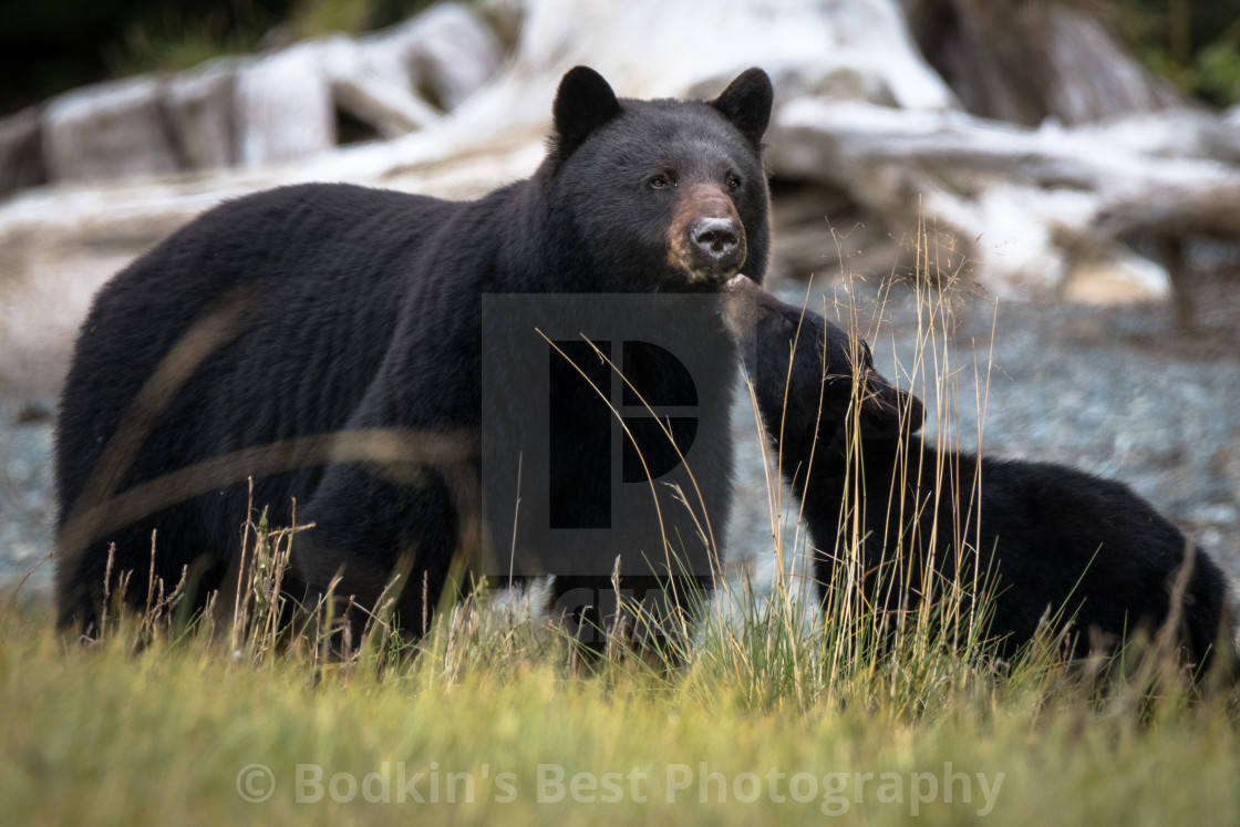 "Mom and Cub" stock image