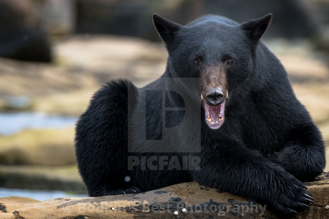 "Yawn" stock image