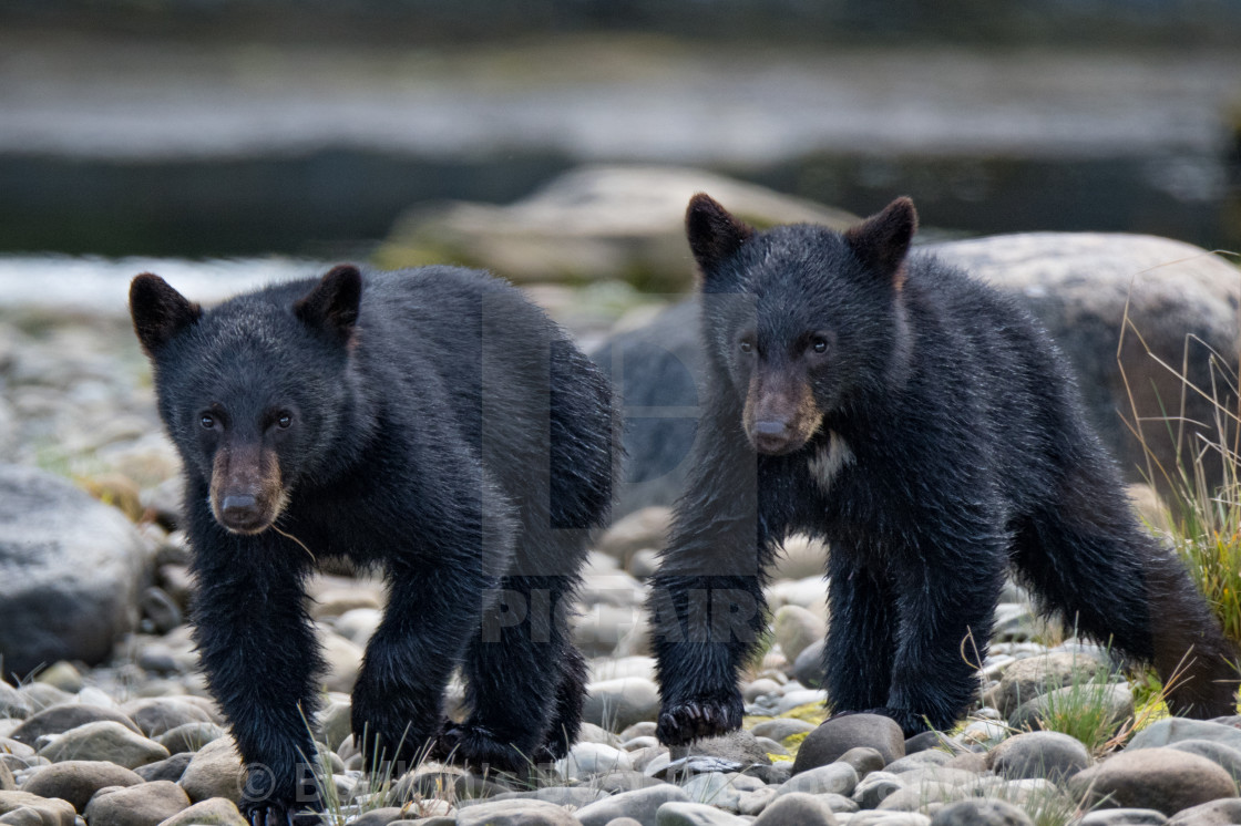 "Cubs" stock image