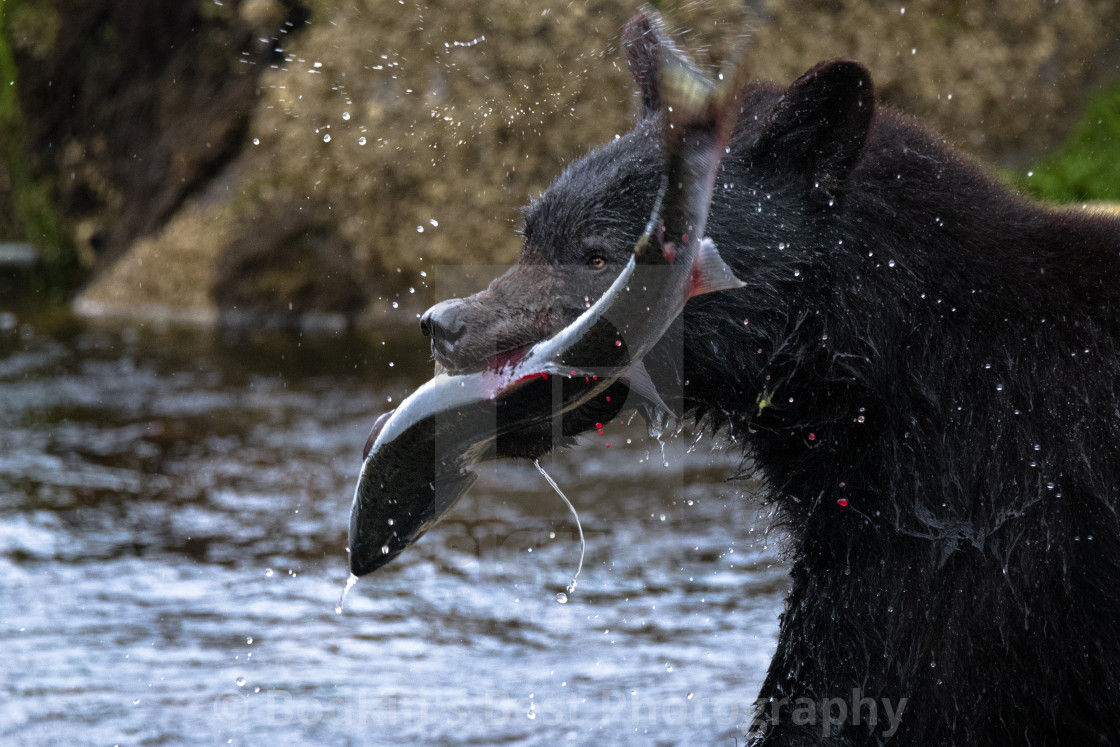 "Catch Of The Day" stock image