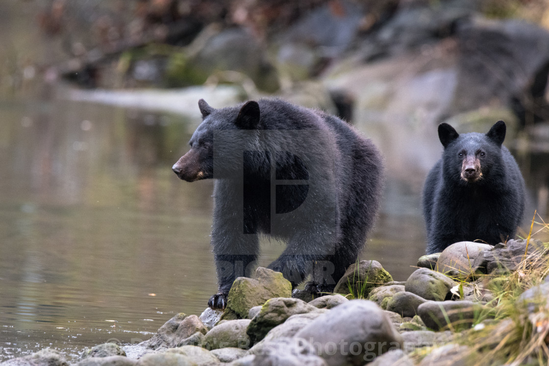 "Mom and Cub" stock image