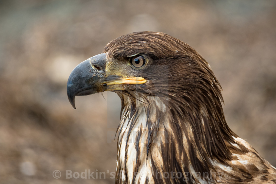 "Immature Eagle" stock image