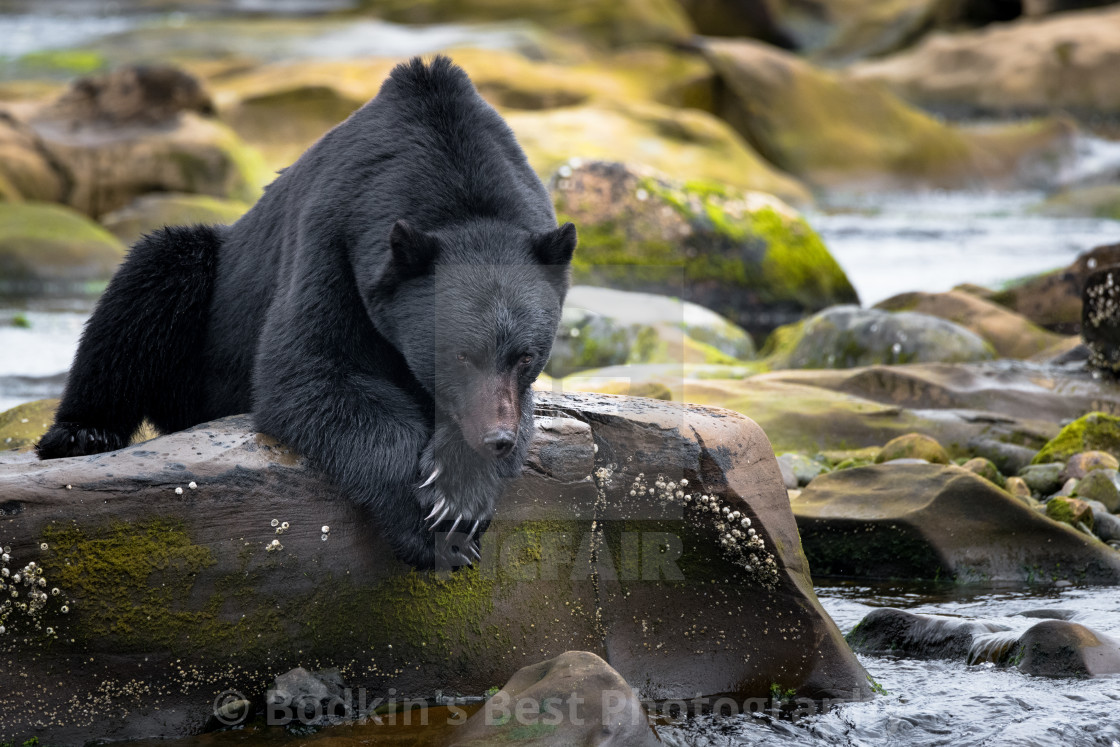 "Resting On The Rocks" stock image