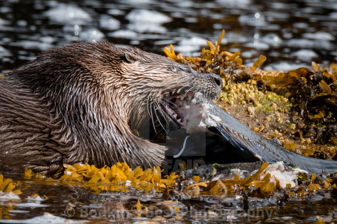 "Why I Otter" stock image