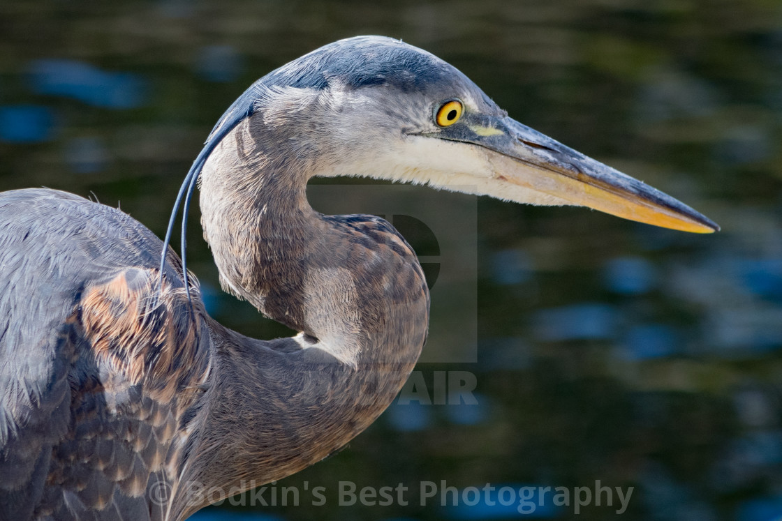 "Heron" stock image