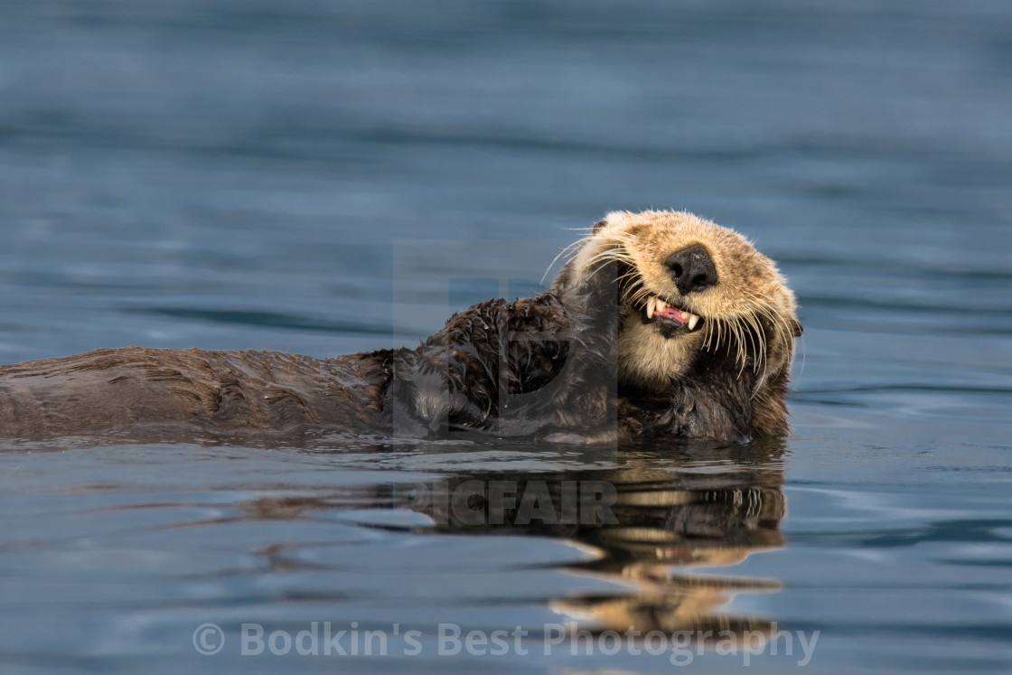 "Photobomb" stock image