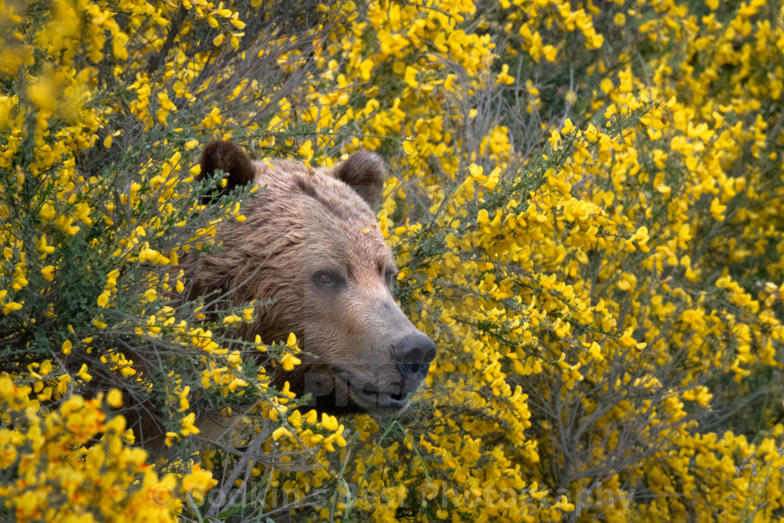 "Peekaboo, I See You" stock image