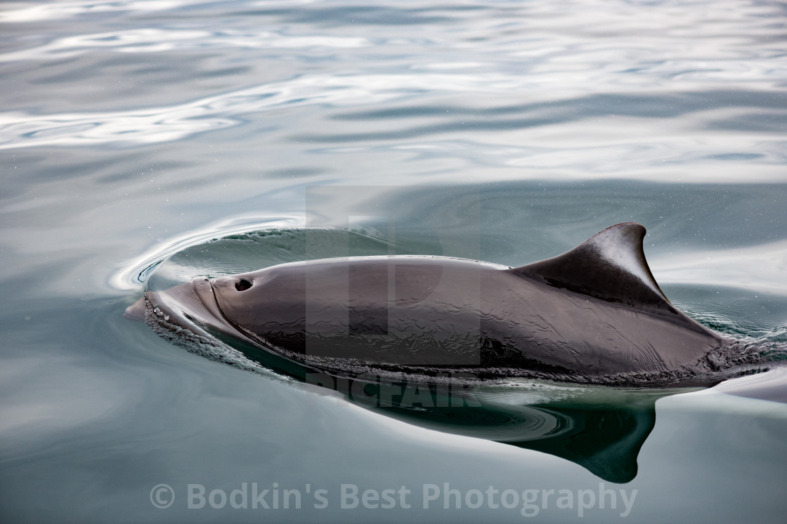 "Dall's Porpoise" stock image